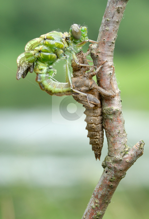 To use this stock image in your creative project, please select the size you need over to the right and click the "Add to Cart" button.
Your downloaded image will come with the Cutcaster watermark removed so don’t worry about the watermark you see on this page. Birth of a dragonfly (series 5 photos) stock photo, A series of 5 pictures out of the dragonfly larva skin. by Vladimir Blinov
