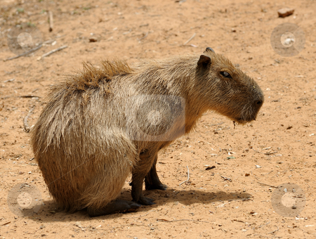 To use this stock image in your creative project, please select the size you need over to the right and click the "Add to Cart" button.
Your downloaded image will come with the Cutcaster watermark removed so don’t worry about the watermark you see on this page. Agouti stock photo, Agouti, a large rodent from South America. by Vladimir Blinov