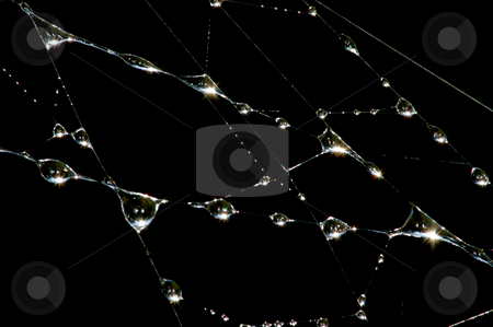 To use this stock image in your creative project, please select the size you need over to the right and click the "Add to Cart" button.
Your downloaded image will come with the Cutcaster watermark removed so don’t worry about the watermark you see on this page. Drops on the web stock photo, Drops of dew on the web in the early morning by Vladimir Blinov