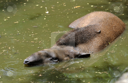 To use this stock image in your creative project, please select the size you need over to the right and click the "Add to Cart" button.
Your downloaded image will come with the Cutcaster watermark removed so don’t worry about the watermark you see on this page. Tapir stock photo, Tapir in a favorite pose, completely immersed in water. by Vladimir Blinov