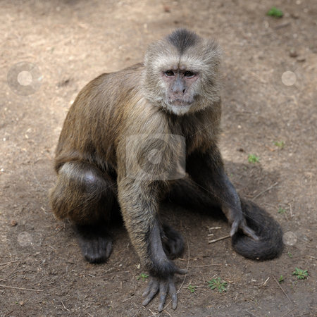 To use this stock image in your creative project, please select the size you need over to the right and click the "Add to Cart" button.
Your downloaded image will come with the Cutcaster watermark removed so don’t worry about the watermark you see on this page. Monkey stock photo, A monkey in a zoo, game and asking for food. by Vladimir Blinov