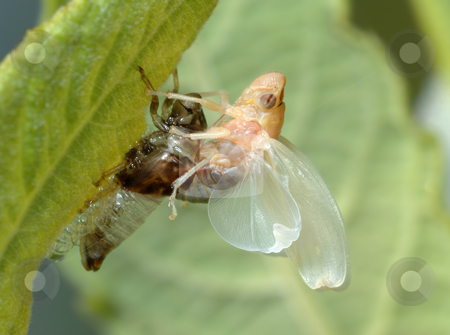 To use this stock image in your creative project, please select the size you need over to the right and click the "Add to Cart" button.
Your downloaded image will come with the Cutcaster watermark removed so don’t worry about the watermark you see on this page. Birth of a cicada (1) stock photo, Young cicada crawls out of the old skins by Vladimir Blinov