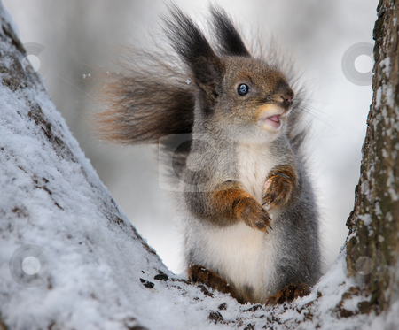 To use this stock image in your creative project, please select the size you need over to the right and click the "Add to Cart" button.
Your downloaded image will come with the Cutcaster watermark removed so don’t worry about the watermark you see on this page. The squirrel. stock photo, The squirrel in the winter in a tree fork. by Vladimir Blinov