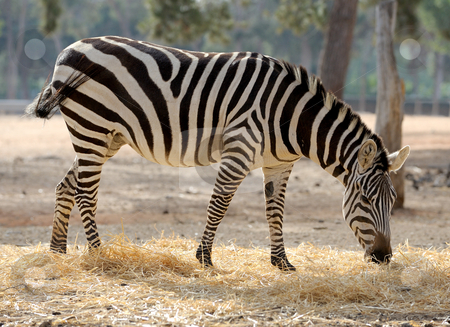 To use this stock image in your creative project, please select the size you need over to the right and click the "Add to Cart" button.
Your downloaded image will come with the Cutcaster watermark removed so don’t worry about the watermark you see on this page. Zebra stock photo, A strip of black, a strip of white - zebra in a zoo. by Vladimir Blinov