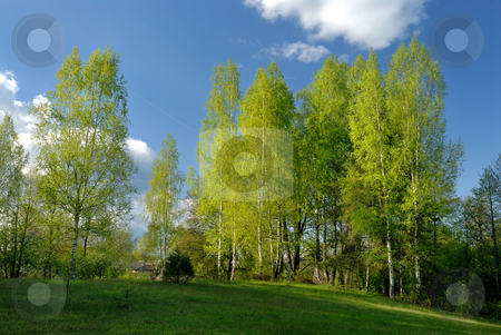 To use this stock image in your creative project, please select the size you need over to the right and click the "Add to Cart" button.
Your downloaded image will come with the Cutcaster watermark removed so don’t worry about the watermark you see on this page. Rural landscape with birches stock photo, Rural landscape, the young leaves of the birches, the beginning of May. by Vladimir Blinov