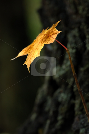 To use this stock image in your creative project, please select the size you need over to the right and click the "Add to Cart" button.
Your downloaded image will come with the Cutcaster watermark removed so don’t worry about the watermark you see on this page. Autumn leaves. stock photo, Yellow autumn maple leaves on trees in park. by Vladimir Blinov