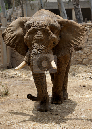 To use this stock image in your creative project, please select the size you need over to the right and click the "Add to Cart" button.
Your downloaded image will come with the Cutcaster watermark removed so don’t worry about the watermark you see on this page. Elephant stock photo, The largest land animal in the zoo by Vladimir Blinov