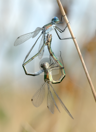 To use this stock image in your creative project, please select the size you need over to the right and click the "Add to Cart" button.
Your downloaded image will come with the Cutcaster watermark removed so don’t worry about the watermark you see on this page. Two dragonflies stock photo, Two dragonflies Lestes on a blade of grass in the process of pairing by Vladimir Blinov