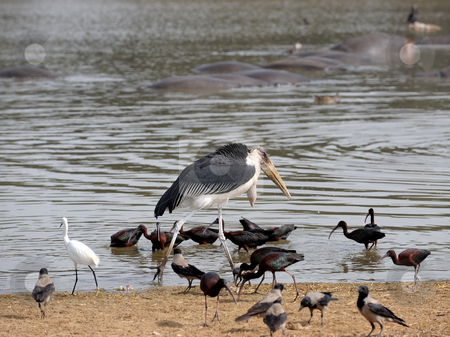 To use this stock image in your creative project, please select the size you need over to the right and click the "Add to Cart" button.
Your downloaded image will come with the Cutcaster watermark removed so don’t worry about the watermark you see on this page. Marabou stock photo, Marabou stork among the birds on the lake by Vladimir Blinov