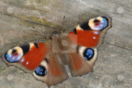 To use this stock image in your creative project, please select the size you need over to the right and click the "Add to Cart" button.
Your downloaded image will come with the Cutcaster watermark removed so don’t worry about the watermark you see on this page. Butterfly peacock stock photo, Butterfly peacock in the background texture of wood. by Vladimir Blinov