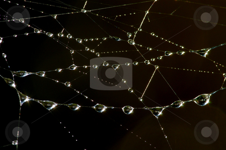 To use this stock image in your creative project, please select the size you need over to the right and click the "Add to Cart" button.
Your downloaded image will come with the Cutcaster watermark removed so don’t worry about the watermark you see on this page. Drops on the web stock photo, Drops of dew on the web in the early morning by Vladimir Blinov