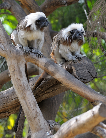 To use this stock image in your creative project, please select the size you need over to the right and click the "Add to Cart" button.
Your downloaded image will come with the Cutcaster watermark removed so don’t worry about the watermark you see on this page. Monkeys on the branches stock photo, Little monkeys on the branches at the zoo. by Vladimir Blinov