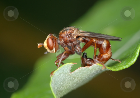 To use this stock image in your creative project, please select the size you need over to the right and click the "Add to Cart" button.
Your downloaded image will come with the Cutcaster watermark removed so don’t worry about the watermark you see on this page. Fly Sicus ferrugineus stock photo, Fly Sicus ferrugineus sitting on the leaves of the plant by Vladimir Blinov