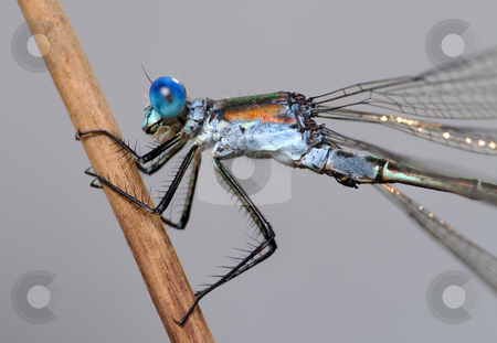 To use this stock image in your creative project, please select the size you need over to the right and click the "Add to Cart" button.
Your downloaded image will come with the Cutcaster watermark removed so don’t worry about the watermark you see on this page. Dragonfly close stock photo, Close-up of a dragonfly Lestes, cling to a straw. by Vladimir Blinov