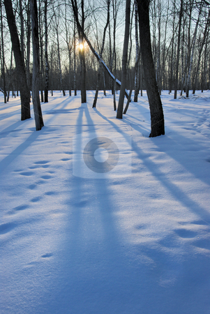 To use this stock image in your creative project, please select the size you need over to the right and click the "Add to Cart" button.
Your downloaded image will come with the Cutcaster watermark removed so don’t worry about the watermark you see on this page. Winter sunset stock photo, The low winter sun, the blue snow and the long shadows of the trees by Vladimir Blinov