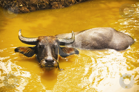To use this stock image in your creative project, please select the size you need over to the right and click the "Add to Cart" button.
Your downloaded image will come with the Cutcaster watermark removed so don’t worry about the watermark you see on this page. Buffalo tied at the riverbank stock photo, Black buffalo tied at the bank of Mekong river. by Pavel Filippov