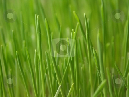 To use this stock image in your creative project, please select the size you need over to the right and click the "Add to Cart" button.
Your downloaded image will come with the Cutcaster watermark removed so don’t worry about the watermark you see on this page. Fresh green grass stock photo, Close-up fresh vivid green grass, good for backgrounds. Shallow depth of field by Oleg Blazhyievskyi