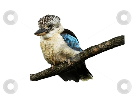 To use this stock image in your creative project, please select the size you need over to the right and click the "Add to Cart" button.
Your downloaded image will come with the Cutcaster watermark removed so don’t worry about the watermark you see on this page. Common Kingfisher. Bird isolated on white stock photo, Amazing bright bird - Common Kingfisher. Isolated on white by Oleg Blazhyievskyi