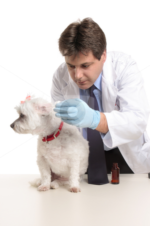 To use this stock image in your creative project, please select the size you need over to the right and click the "Add to Cart" button.
Your downloaded image will come with the Cutcaster watermark removed so don’t worry about the watermark you see on this page. Vet puts eardrops into dogs ears stock photo, A male vet administering a dose of medicine drops into a dog's ears. Focus to dog. by Leah-Anne Thompson