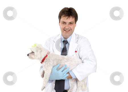 To use this stock image in your creative project, please select the size you need over to the right and click the "Add to Cart" button.
Your downloaded image will come with the Cutcaster watermark removed so don’t worry about the watermark you see on this page. Vet carrying a pet dog stock photo, A smiling veterinarian carries a pet maltese terrier dog in his arms. by Leah-Anne Thompson