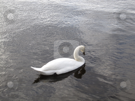 To use this stock image in your creative project, please select the size you need over to the right and click the "Add to Cart" button.
Your downloaded image will come with the Cutcaster watermark removed so don’t worry about the watermark you see on this page. Swan swimming stock photo, A swan swimming on the River Corrib, Galway, Ireland by Michael O'Connell
