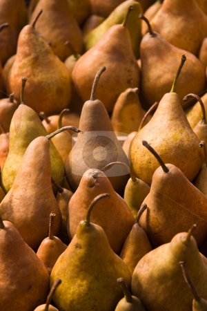 To use this stock image in your creative project, please select the size you need over to the right and click the "Add to Cart" button.
Your downloaded image will come with the Cutcaster watermark removed so don’t worry about the watermark you see on this page. Pear stock photo, Fruit series: freshly grown pears background by Gennady Kravetsky