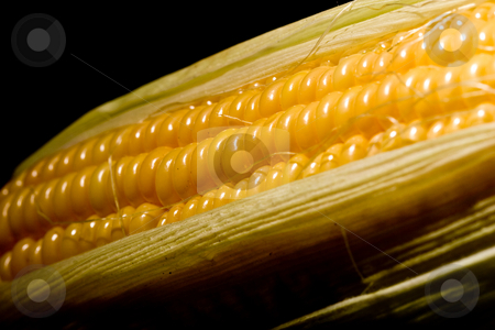 To use this stock image in your creative project, please select the size you need over to the right and click the "Add to Cart" button.
Your downloaded image will come with the Cutcaster watermark removed so don’t worry about the watermark you see on this page. Corn stock photo, Vegetable serias: golden corn over black background by Gennady Kravetsky