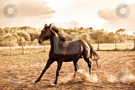 To use this stock image in your creative project, please select the size you need over to the right and click the "Add to Cart" button.
Your downloaded image will come with the Cutcaster watermark removed so don’t worry about the watermark you see on this page. Horse stock photo, Animal series: black horse run on the farm by Gennady Kravetsky