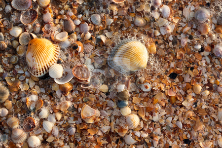 To use this stock image in your creative project, please select the size you need over to the right and click the "Add to Cart" button.
Your downloaded image will come with the Cutcaster watermark removed so don’t worry about the watermark you see on this page. Sea shell texture stock photo, Nature series: sea shell background with water and foam by Gennady Kravetsky