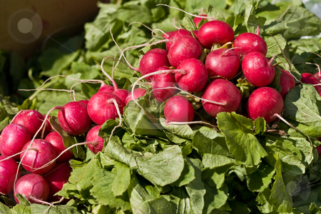 To use this stock image in your creative project, please select the size you need over to the right and click the "Add to Cart" button.
Your downloaded image will come with the Cutcaster watermark removed so don’t worry about the watermark you see on this page. Radish stock photo, Food series: freshly grown spring red radish by Gennady Kravetsky