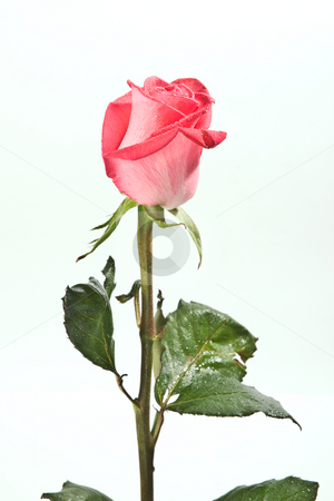 To use this stock image in your creative project, please select the size you need over to the right and click the "Add to Cart" button.
Your downloaded image will come with the Cutcaster watermark removed so don’t worry about the watermark you see on this page. Roses for love stock photo, Flower series: red rose with waterdrop over white by Gennady Kravetsky