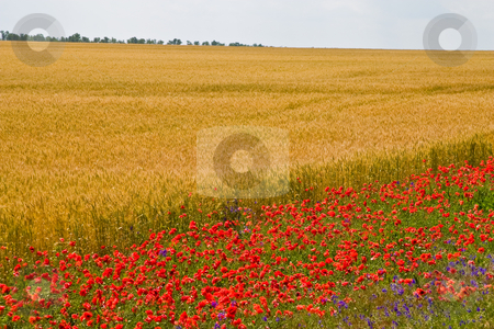 To use this stock image in your creative project, please select the size you need over to the right and click the "Add to Cart" button.
Your downloaded image will come with the Cutcaster watermark removed so don’t worry about the watermark you see on this page. Poppy field stock photo, View series: poppy on the wheat field in summer by Gennady Kravetsky