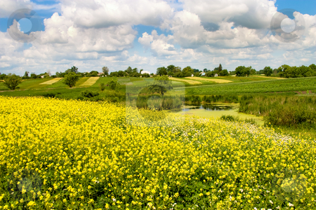 To use this stock image in your creative project, please select the size you need over to the right and click the "Add to Cart" button.
Your downloaded image will come with the Cutcaster watermark removed so don’t worry about the watermark you see on this page. Summer landscape stock photo, Nature series: summer landscape with flowers and pond by Gennady Kravetsky