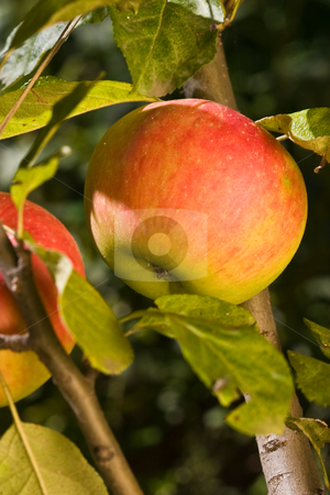 To use this stock image in your creative project, please select the size you need over to the right and click the "Add to Cart" button.
Your downloaded image will come with the Cutcaster watermark removed so don’t worry about the watermark you see on this page. Apple stock photo, Food series: tasty ripe and juicy apple by Gennady Kravetsky