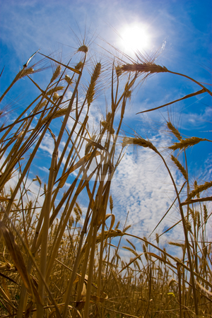 To use this stock image in your creative project, please select the size you need over to the right and click the "Add to Cart" button.
Your downloaded image will come with the Cutcaster watermark removed so don’t worry about the watermark you see on this page. Wheat stock photo, Agriculture series: close up of wheat golden grain by Gennady Kravetsky
