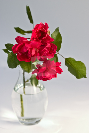 To use this stock image in your creative project, please select the size you need over to the right and click the "Add to Cart" button.
Your downloaded image will come with the Cutcaster watermark removed so don’t worry about the watermark you see on this page. Rose stock photo, Bouquet of red rose on the vase by Gennady Kravetsky
