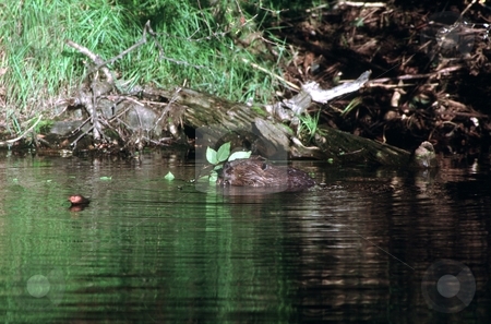 To use this stock image in your creative project, please select the size you need over to the right and click the "Add to Cart" button.
Your downloaded image will come with the Cutcaster watermark removed so don’t worry about the watermark you see on this page. Beaver Snack stock photo, A beaver snacks on a small branch from a Yellow Birch tree. by Trenton Thomas