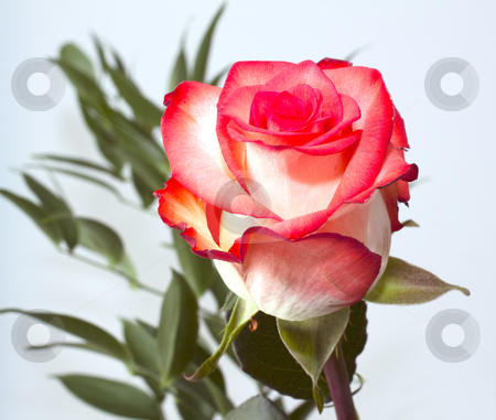To use this stock image in your creative project, please select the size you need over to the right and click the "Add to Cart" button.
Your downloaded image will come with the Cutcaster watermark removed so don’t worry about the watermark you see on this page. Pink rose stock photo, Closeup of a pink or light red rose by Fabio Alcini