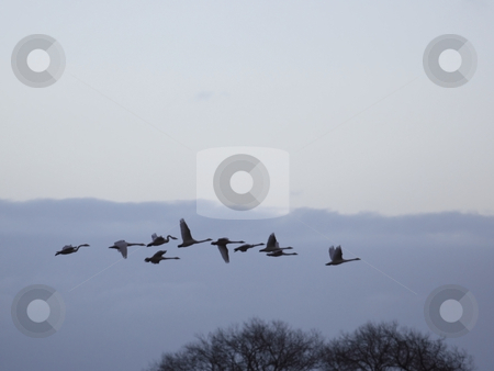 To use this stock image in your creative project, please select the size you need over to the right and click the "Add to Cart" button.
Your downloaded image will come with the Cutcaster watermark removed so don’t worry about the watermark you see on this page. Whooper swans flying at dusk stock photo, A flock of whooper swans flying across a cold winter sky at dusk by Mike Smith