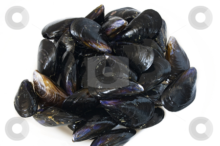 To use this stock image in your creative project, please select the size you need over to the right and click the "Add to Cart" button.
Your downloaded image will come with the Cutcaster watermark removed so don’t worry about the watermark you see on this page. Fresh mussels closeup stock photo, Closeup of fresh mussels isolated in a white plate by ANTONIO SCARPI