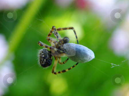 To use this stock image in your creative project, please select the size you need over to the right and click the "Add to Cart" button.
Your downloaded image will come with the Cutcaster watermark removed so don’t worry about the watermark you see on this page. The spider finishes with a victim stock photo, The spider finishes with a victim by Andrey Ivanov