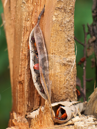 To use this stock image in your creative project, please select the size you need over to the right and click the "Add to Cart" button.
Your downloaded image will come with the Cutcaster watermark removed so don’t worry about the watermark you see on this page. Red bean stock photo, Firebugs (Pyrrhocoris apterus) in the pod by Tatsiana Amelina