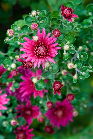 To use this stock image in your creative project, please select the size you need over to the right and click the "Add to Cart" button.
Your downloaded image will come with the Cutcaster watermark removed so don’t worry about the watermark you see on this page. Purple chrysanthemum stock photo, Purple chrysanthemum in the top view by Tatsiana Amelina