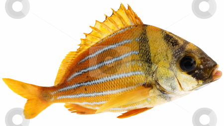 To use this stock image in your creative project, please select the size you need over to the right and click the "Add to Cart" button.
Your downloaded image will come with the Cutcaster watermark removed so don’t worry about the watermark you see on this page. Gold fresh fish stock photo, Gold fresh fish on white background by Nataliya Taratunina
