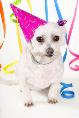 To use this stock image in your creative project, please select the size you need over to the right and click the "Add to Cart" button.
Your downloaded image will come with the Cutcaster watermark removed so don’t worry about the watermark you see on this page. Party Pooch stock photo, White dog, party hat and streamers by Leah-Anne Thompson