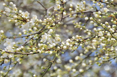 To use this stock image in your creative project, please select the size you need over to the right and click the "Add to Cart" button.
Your downloaded image will come with the Cutcaster watermark removed so don’t worry about the watermark you see on this page. Spring blossom stock photo, Spring blossom by Zheko Zhekov