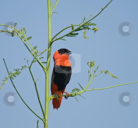 To use this stock image in your creative project, please select the size you need over to the right and click the "Add to Cart" button.
Your downloaded image will come with the Cutcaster watermark removed so don’t worry about the watermark you see on this page. Northern Red Bishop stock photo, Northern Red Bishop male during breeding season displaying to females by Susan Robinson