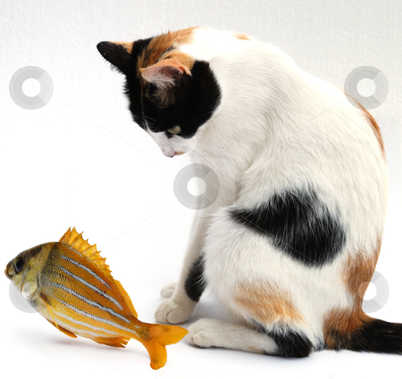 To use this stock image in your creative project, please select the size you need over to the right and click the "Add to Cart" button.
Your downloaded image will come with the Cutcaster watermark removed so don’t worry about the watermark you see on this page. Goldfish and cat stock photo, The goldfish carries out desires of a cat by Nataliya Taratunina