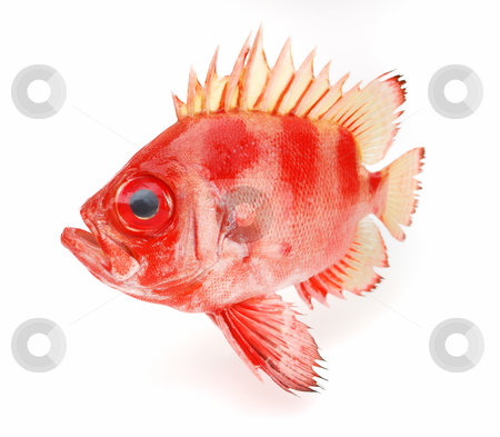 To use this stock image in your creative project, please select the size you need over to the right and click the "Add to Cart" button.
Your downloaded image will come with the Cutcaster watermark removed so don’t worry about the watermark you see on this page. Red fish stock photo, Red fish on a white background by Nataliya Taratunina