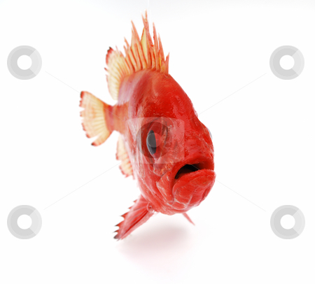 To use this stock image in your creative project, please select the size you need over to the right and click the "Add to Cart" button.
Your downloaded image will come with the Cutcaster watermark removed so don’t worry about the watermark you see on this page. Red fish stock photo, Red fish on white background by Nataliya Taratunina